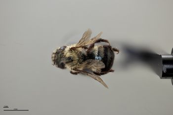 Media type: image;   Entomology 793386 Aspect: habitus dorsal view